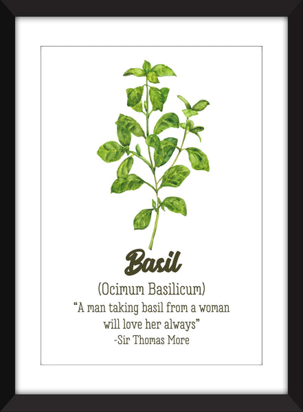 Set of 3 Unframed Herb Prints - Sage/Mint/Basil