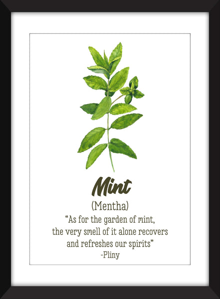 Set of 3 Unframed Herb Prints - Sage/Mint/Basil